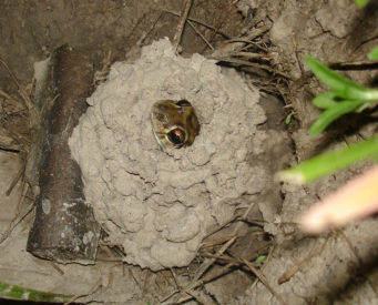 Male of Leptodactylus bufonius inside the constructed terrestrial chamber where the pair will lay their eggs. Credit: Kelly R. Zamudio