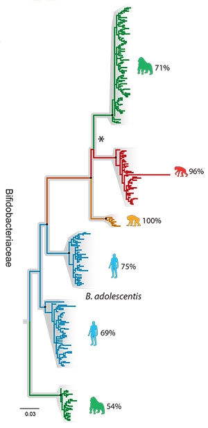 hominid gut bacteria family tree