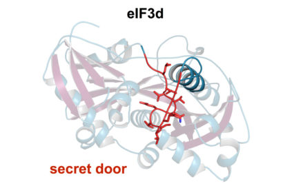 the secret door in the protein eIF3d