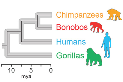 hominid family tree