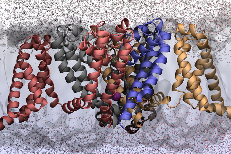 ion channels