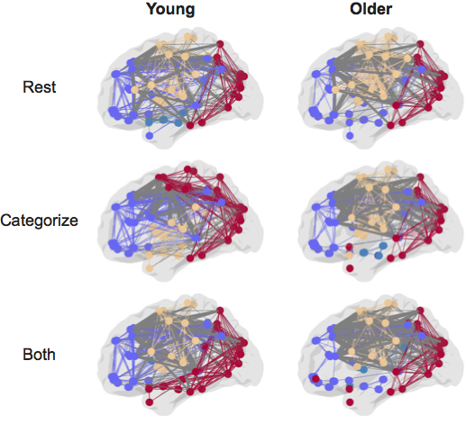 young vs old brain networks