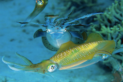 signaling by the big fin reef squid