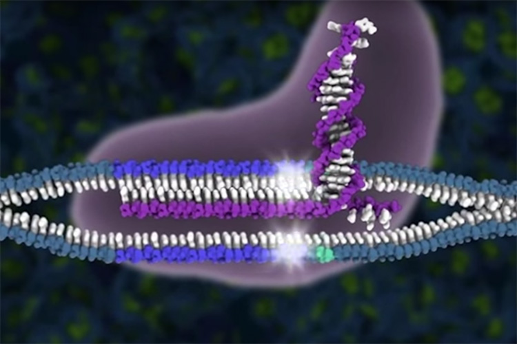 CRISPR-Cas9 cuts DNA
