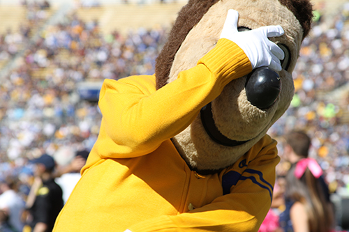 Oski can't bear to look when the game goes south. Or is he embarrassed by his own behavior? (Photo courtesy of Oski Committee)