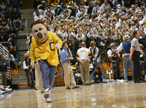 Oski frolics around the basketball court at Haas Pavilion. (Photo courtesy of Oski Committee)