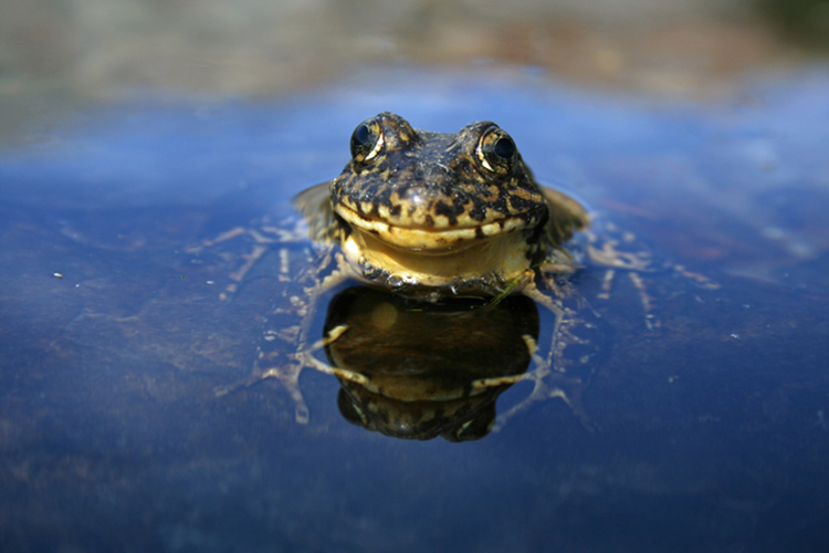 Sierra Nevada yellow-legged frog