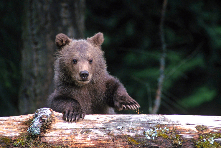 bear cub is live mascot