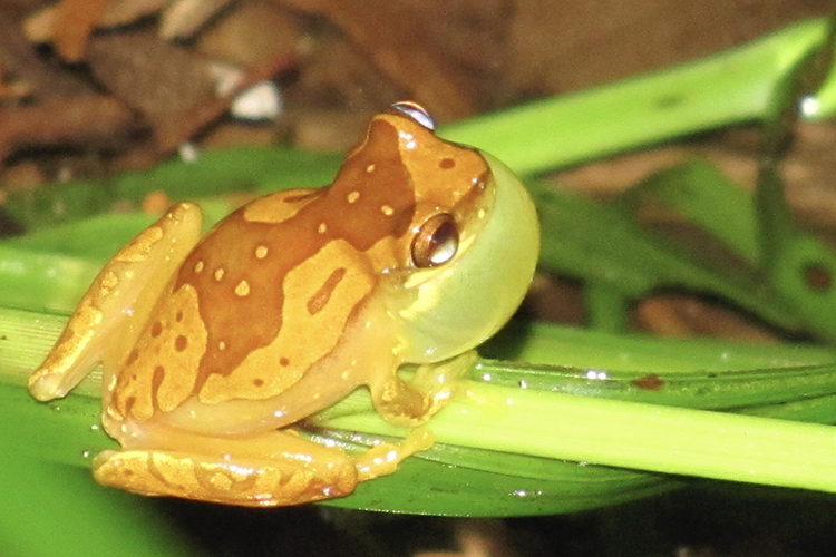 Harlequin Tree Frog (Dendropsophus ebraccatus)
