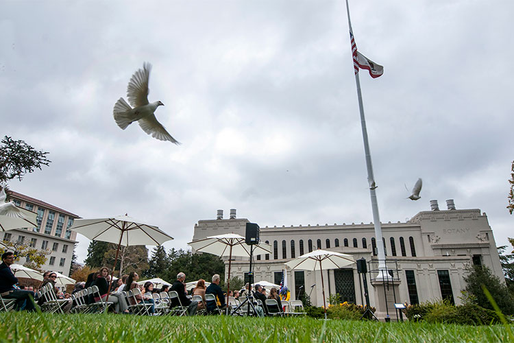 white dove circling