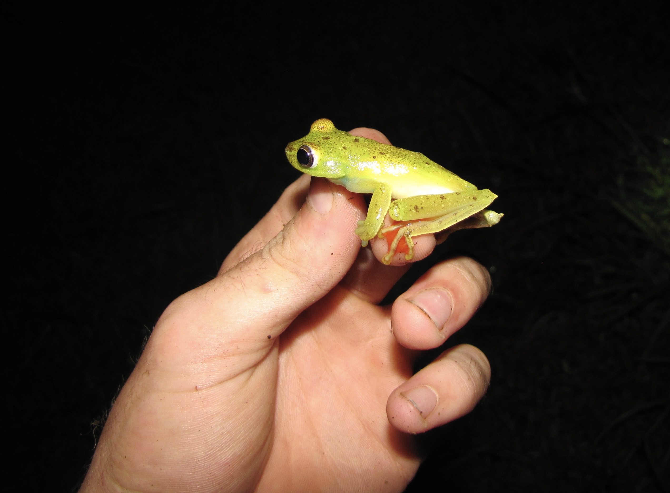 Scarlet-Webbed Tree Frog (Hypsiboas rufitelus)