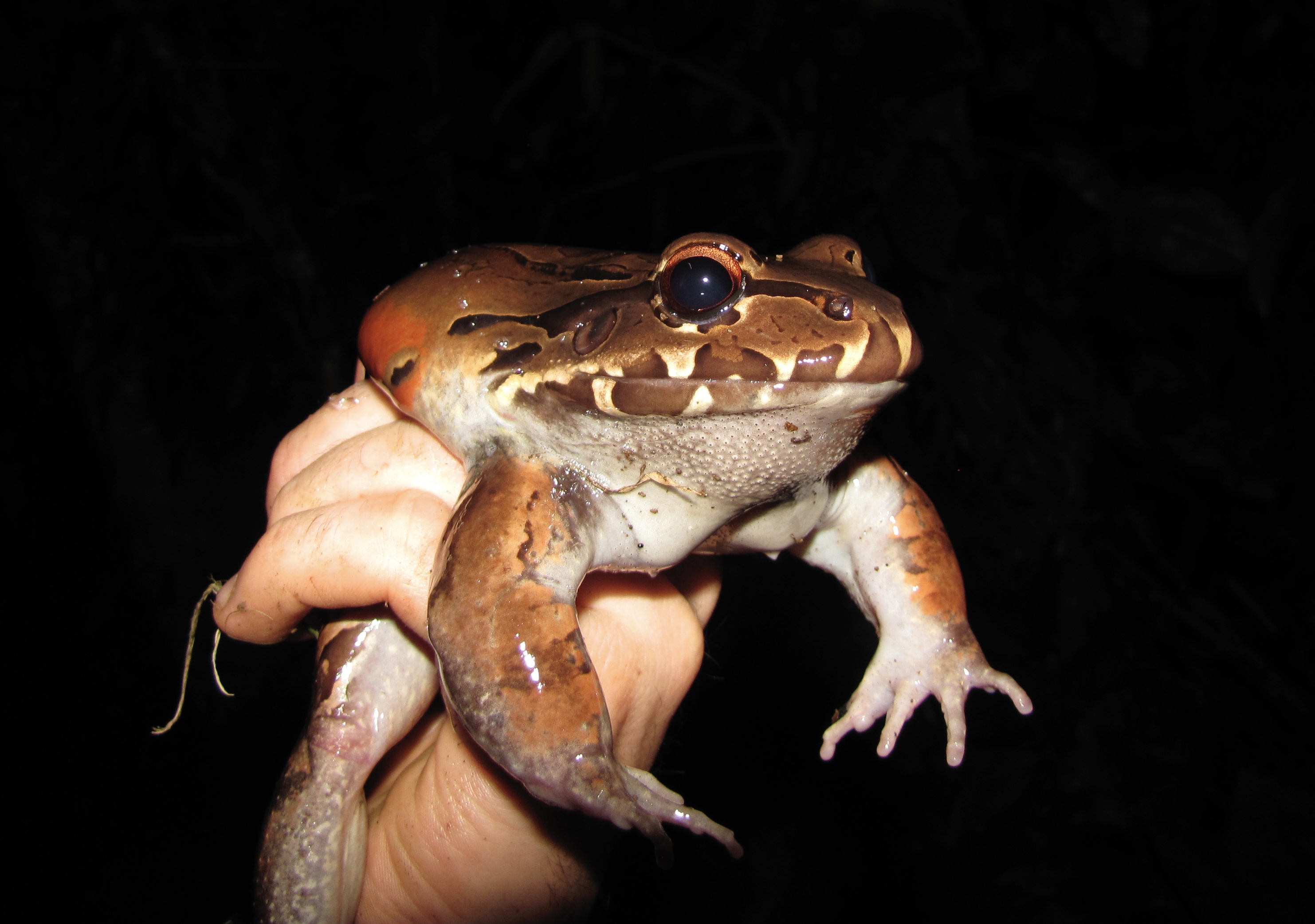 Smoky Mountain Jungle Frog (Leptodactylus pentadactylus)