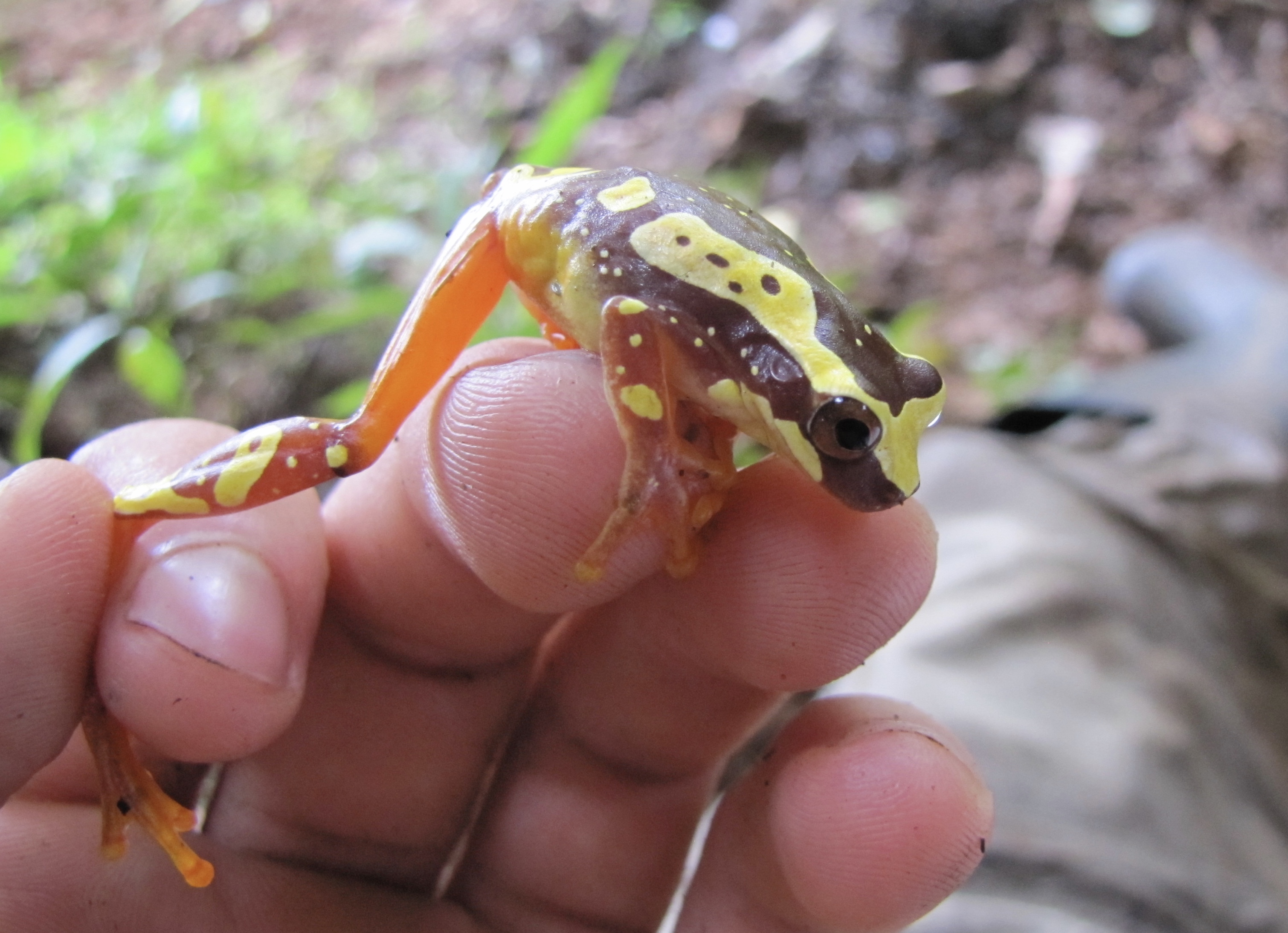 Pantless Tree Frog (Dendropsophus ebraccatus)