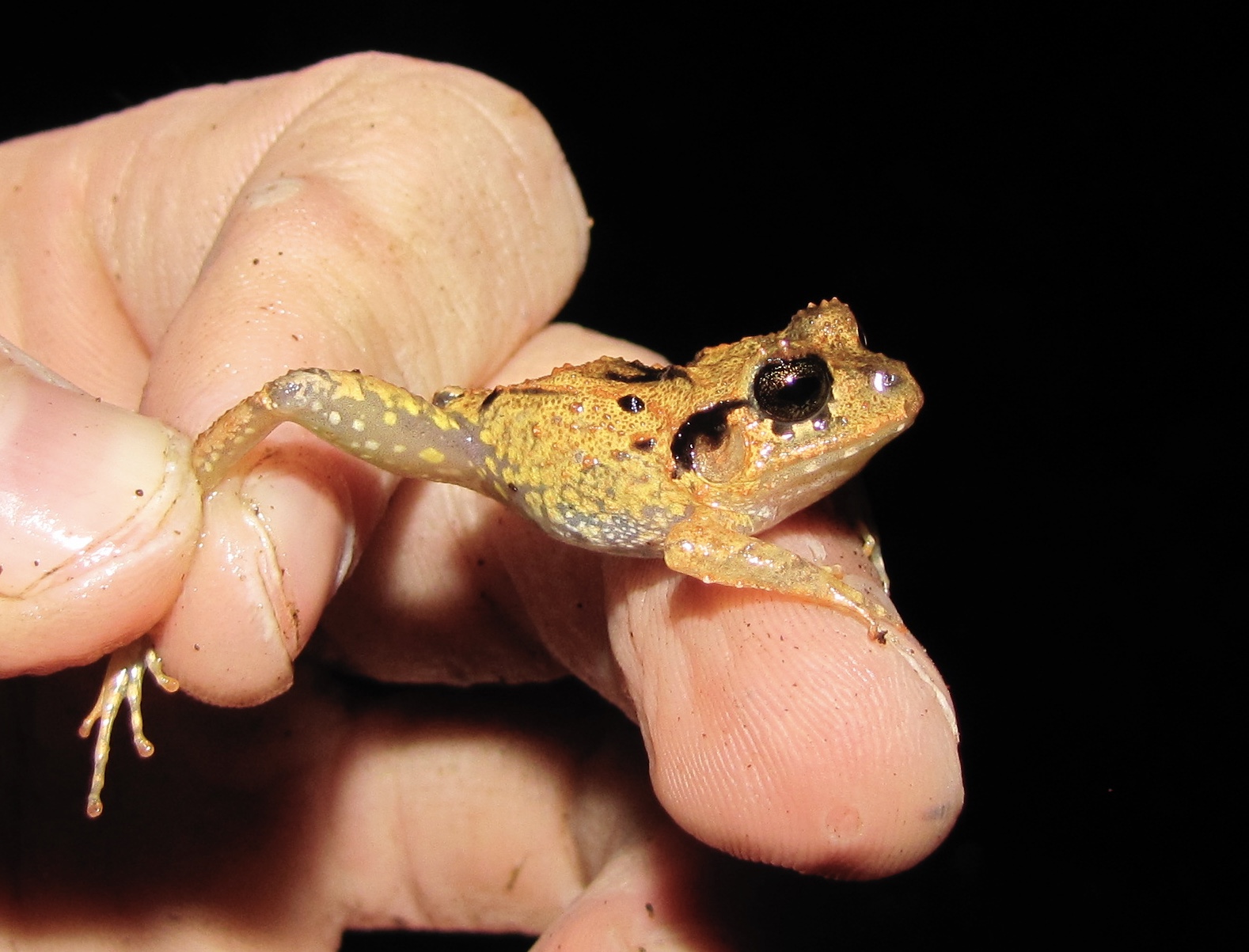 Broad-headed Rain Frog (Craugastor megacephalus)