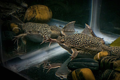 the African clawed frog