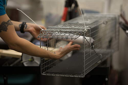 Delgado uses cages as tunnels to collect squirrel hairs with a roll of tape, not to trap the animals.