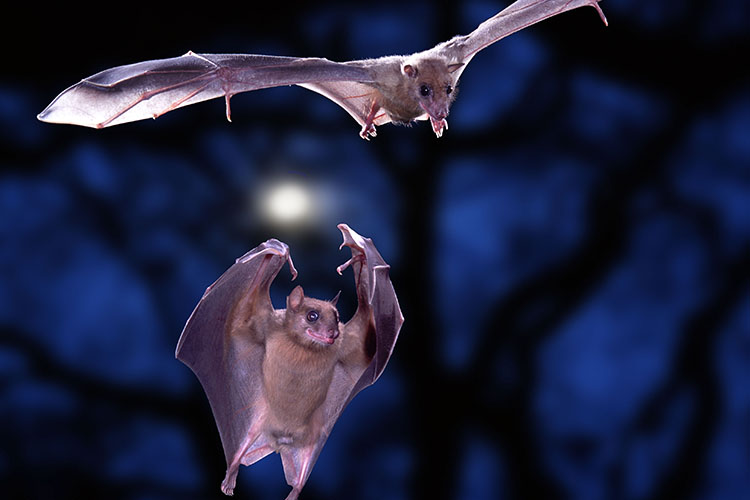 Egyptian Rousette Bats in flight.
