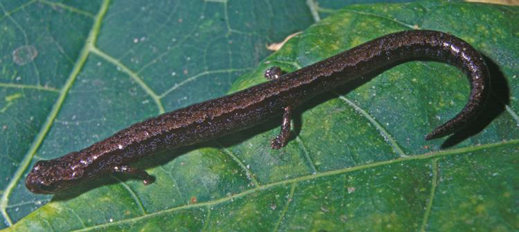 one of the newly described speces of salamander