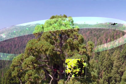 drone path around sequoia