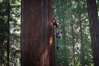 scaling a sequoia