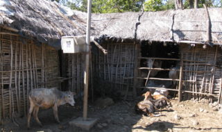 A night enclosure for livestock at Miller's study site in India 