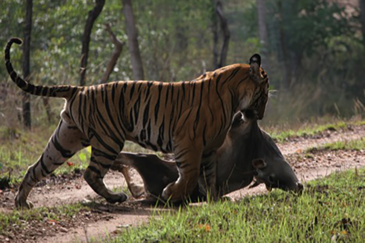 tiger dragging cow