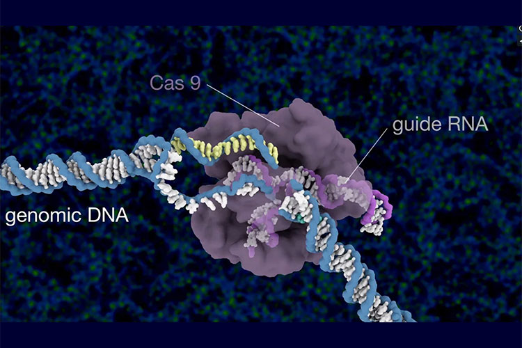 a molecular model of the Cas9 protein opening and editing a strand of DNA