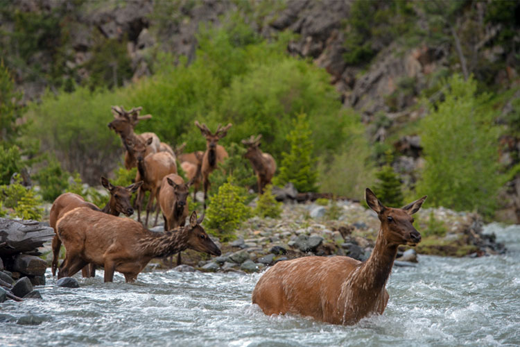 elk crossing river