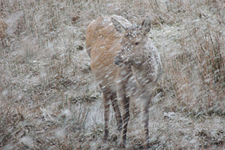 red deer in snow