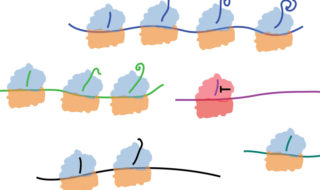 a stalled ribosome