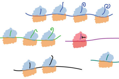 a stalled ribosome