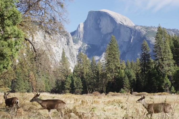 Yosemite trailer