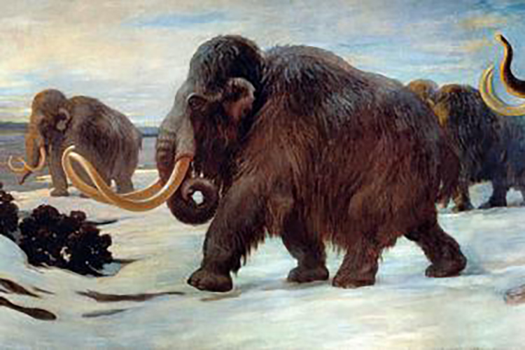 woolly mammoth