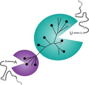 two different subgroups of the Cas13a enzyme