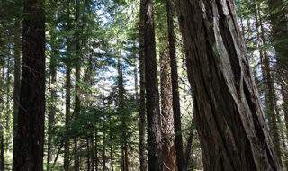 An example of a densified mixed-conifer forest in the Plumas National Forest, California, USA. 