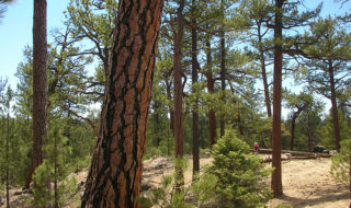 An example of a mixed-conifer forest in the Sierra de San Pedro Martir National Forest.
