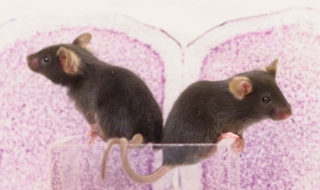 A photo of two mice in front of a background of an zoomed in cell. 