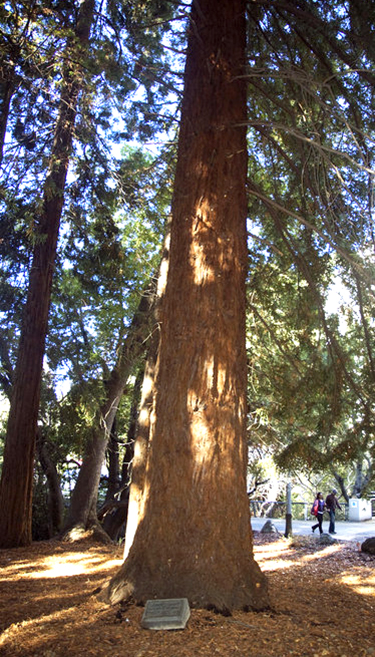 redwood tree and plaque