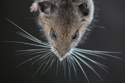A photo from the top view of the front half of of a mouse. 