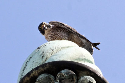 adult female peregrine falcon sits on the spire of the Campanile