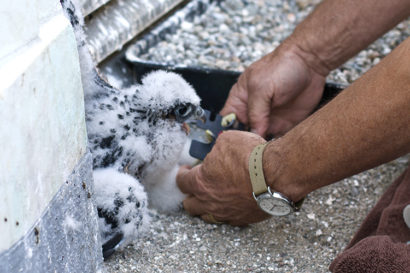 a person places a band around a peregrine chick