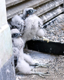 peregrine chicks