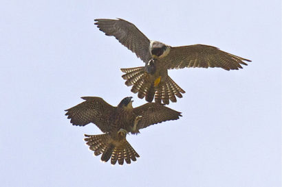 peregrines in flight