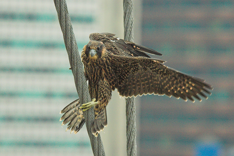 peregrine fledgling