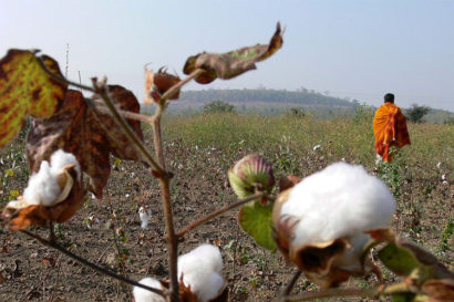 man in cotton field