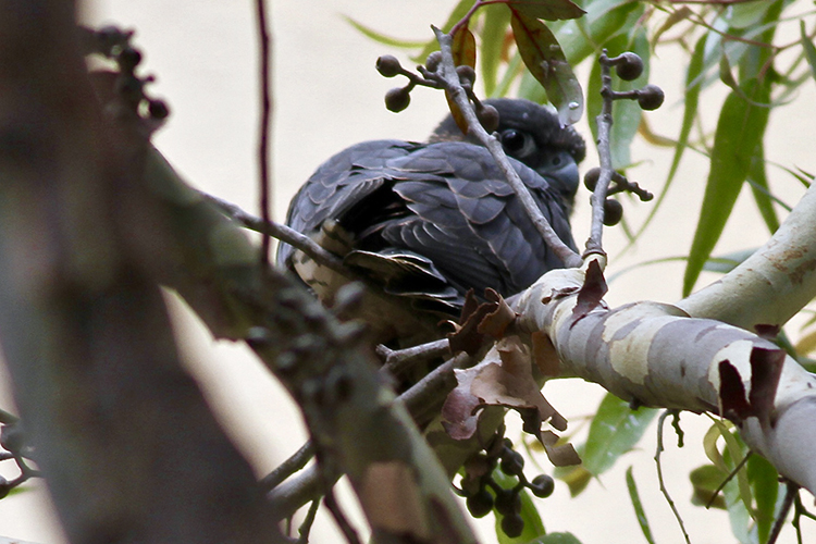 peregrine fledgling in tree