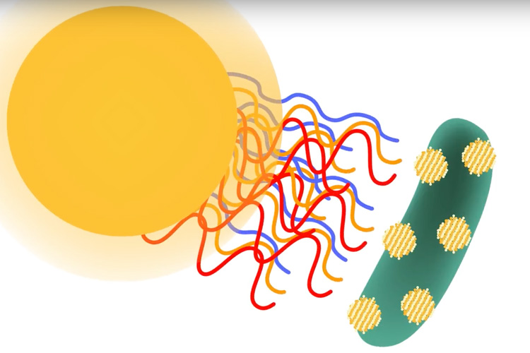 cyborg bacteria utilize sunlight