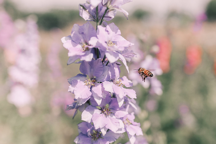 bee and flower