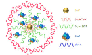 Diagram of CRISPR-Gold