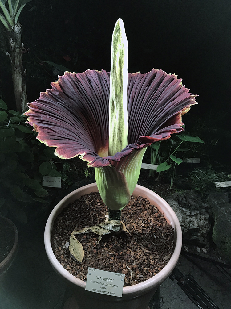 Maladora, UC Botanical Garden's corpse flower, bloomed on Wednesday October 25, 2017. The flower will continue blooming for 24 hours and smells like a mix of gym socks and rotten steak. (Photo by University of California Botanical Garden)